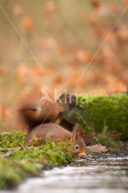 Red Squirrel (Sciurus vulgaris)