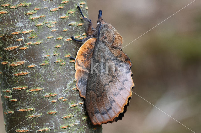 the Lappet (Gastropacha quercifolia)