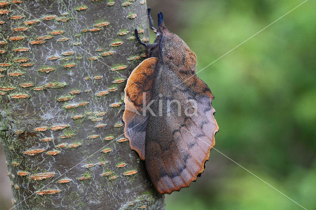the Lappet (Gastropacha quercifolia)