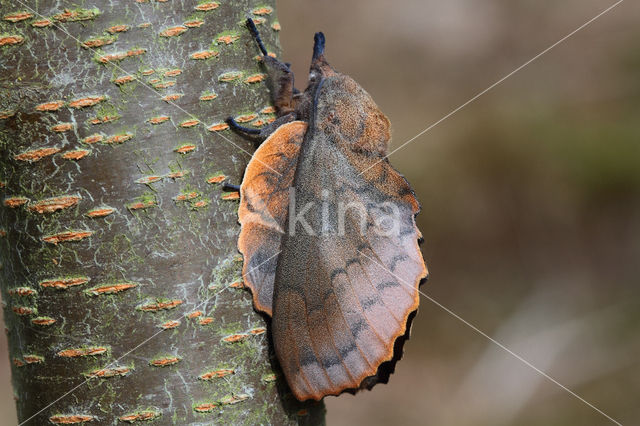 the Lappet (Gastropacha quercifolia)