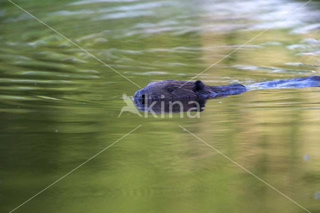 Europese bever (Castor fiber)