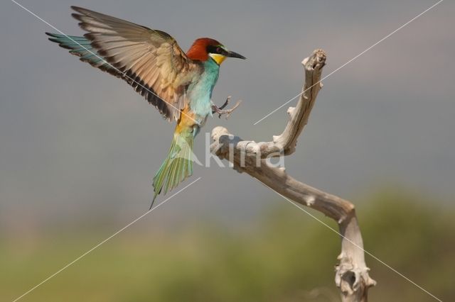 European Bee-eater (Merops apiaster)