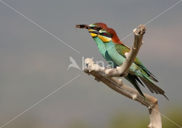 European Bee-eater (Merops apiaster)