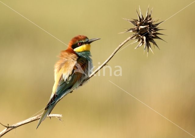 European Bee-eater (Merops apiaster)