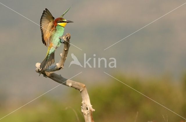 European Bee-eater (Merops apiaster)