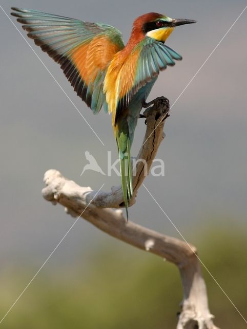 European Bee-eater (Merops apiaster)