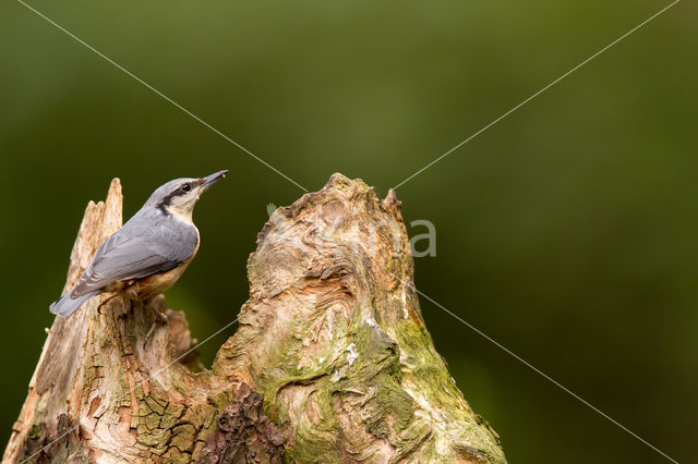 Europese Boomklever (Sitta europaea)