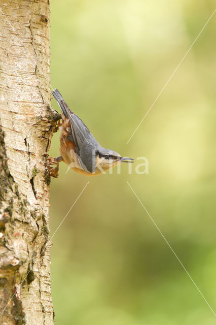 Europese Boomklever (Sitta europaea)