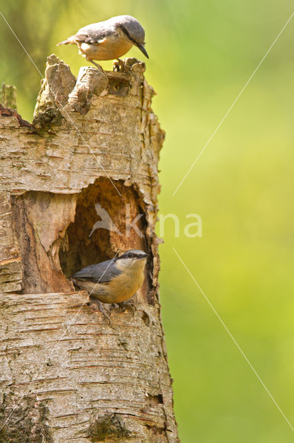 Europese Boomklever (Sitta europaea)