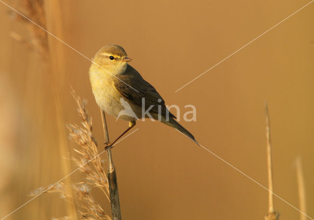 Willow Warbler (Phylloscopus trochilus)