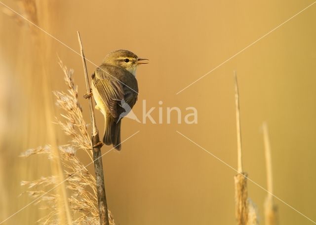 Willow Warbler (Phylloscopus trochilus)