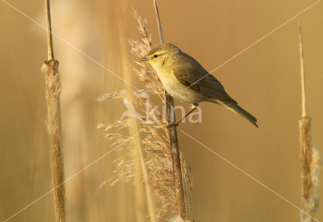 Willow Warbler (Phylloscopus trochilus)