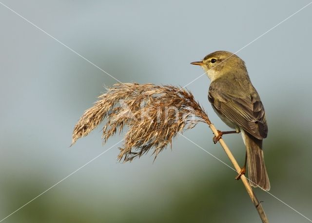 Willow Warbler (Phylloscopus trochilus)