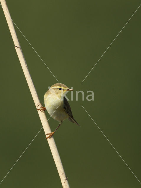 Willow Warbler (Phylloscopus trochilus)