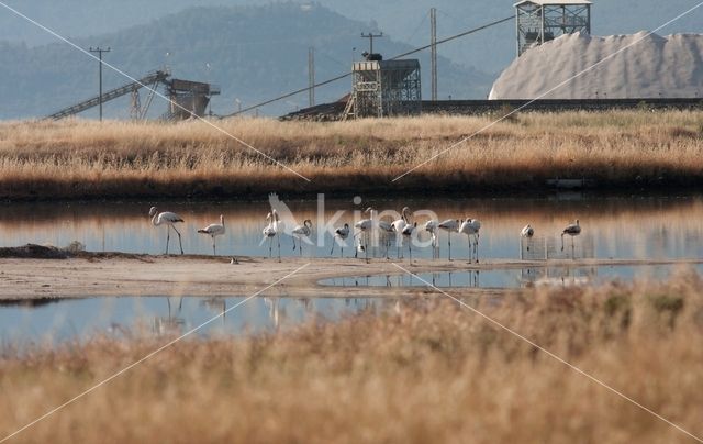 Flamingo (Phoenicopterus ruber)