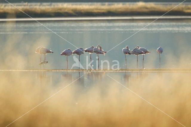 Flamingo (Phoenicopterus ruber)