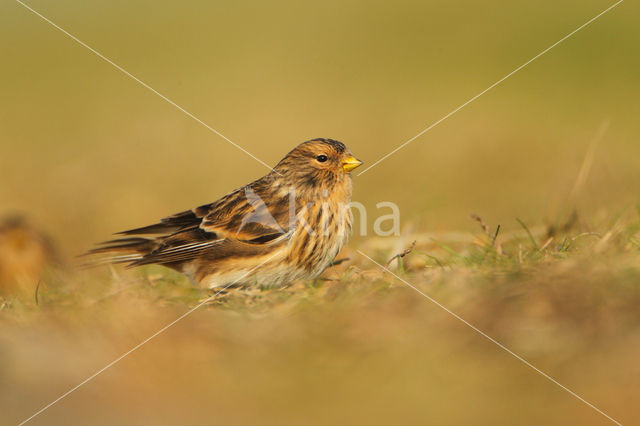 Twite (Carduelis flavirostris)