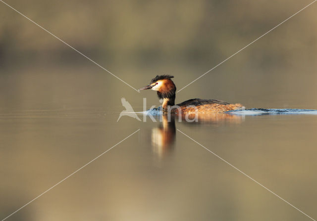 Great Crested Grebe (Podiceps cristatus)