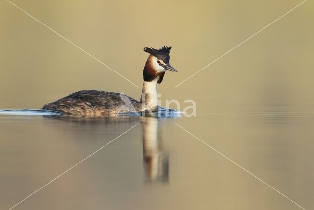 Great Crested Grebe (Podiceps cristatus)