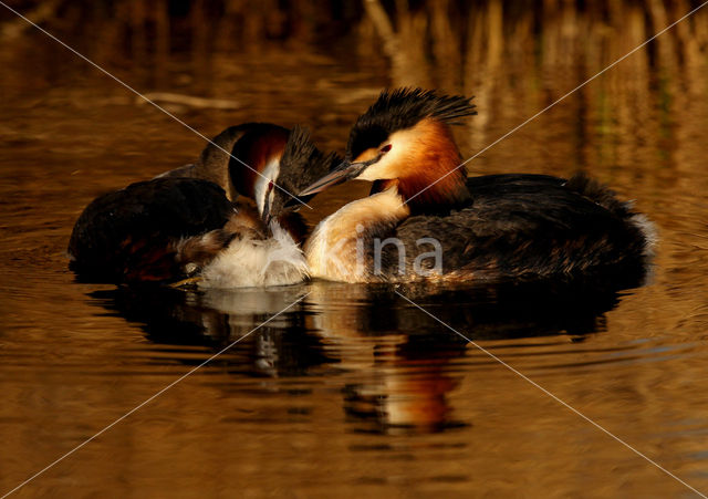 Great Crested Grebe (Podiceps cristatus)