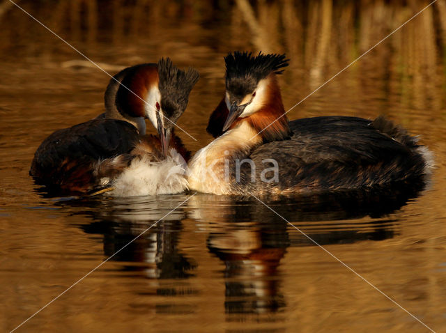 Great Crested Grebe (Podiceps cristatus)