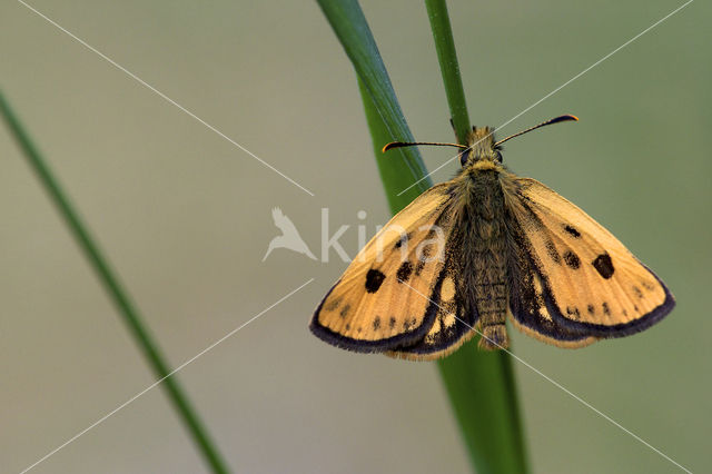 Geelbont dikkopje (Carterocephalus silvicolus)