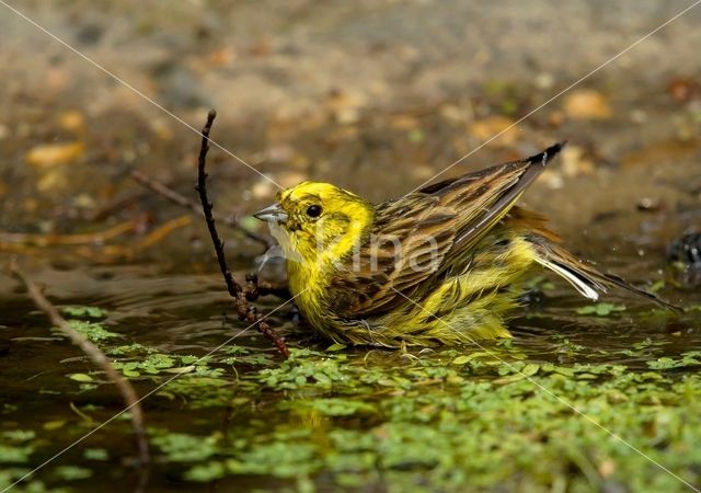 Yellowhammer (Emberiza citrinella)