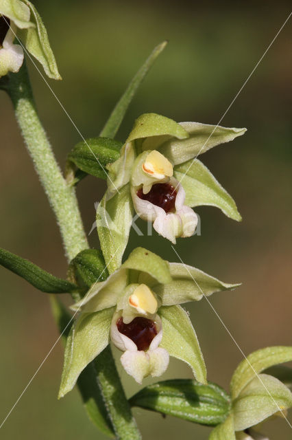 Geelgroene wespenorchis (Epipactis muelleri)