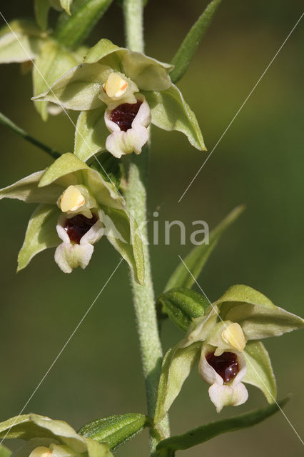 Müller's Helleborine (Epipactis muelleri)