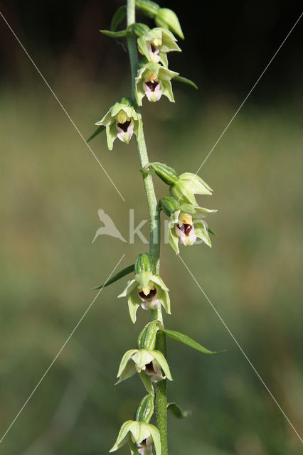 Geelgroene wespenorchis (Epipactis muelleri)