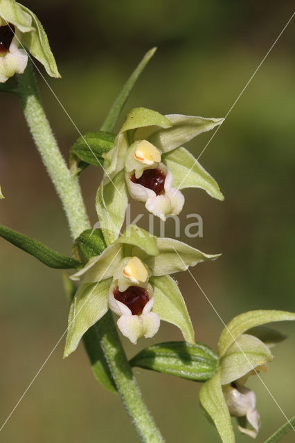 Geelgroene wespenorchis (Epipactis muelleri)