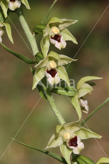 Geelgroene wespenorchis (Epipactis muelleri)