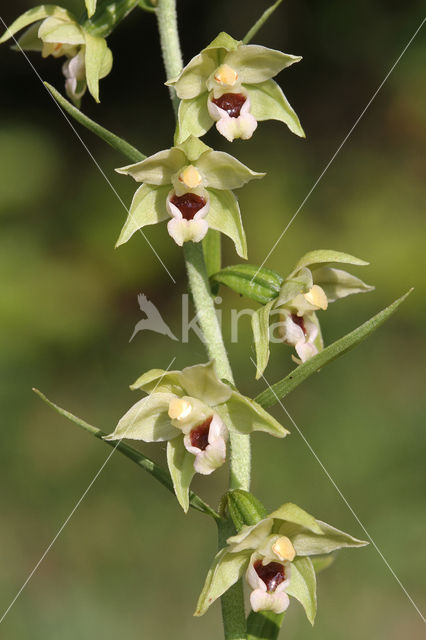 Geelgroene wespenorchis (Epipactis muelleri)