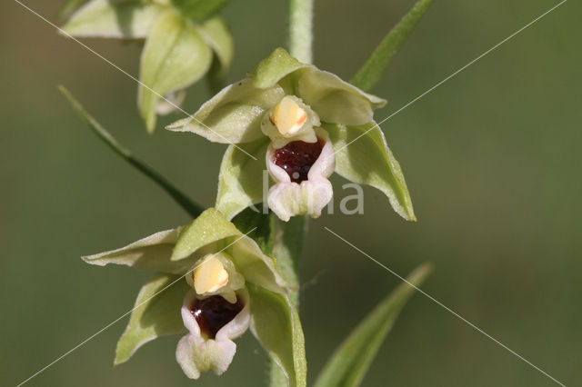 Geelgroene wespenorchis (Epipactis muelleri)