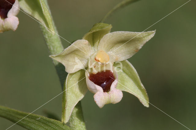 Geelgroene wespenorchis (Epipactis muelleri)