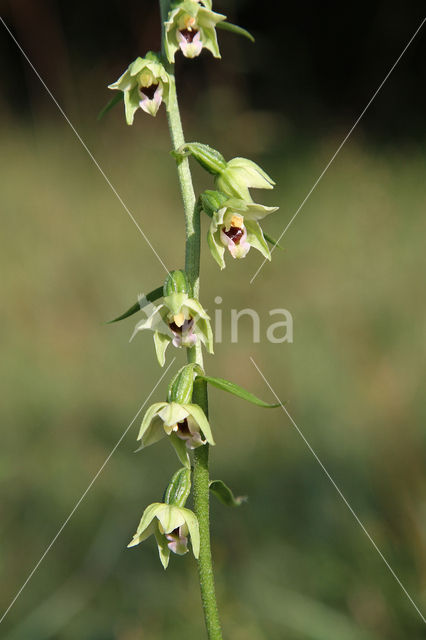 Geelgroene wespenorchis (Epipactis muelleri)