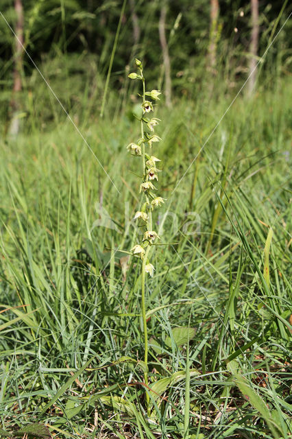 Geelgroene wespenorchis (Epipactis muelleri)