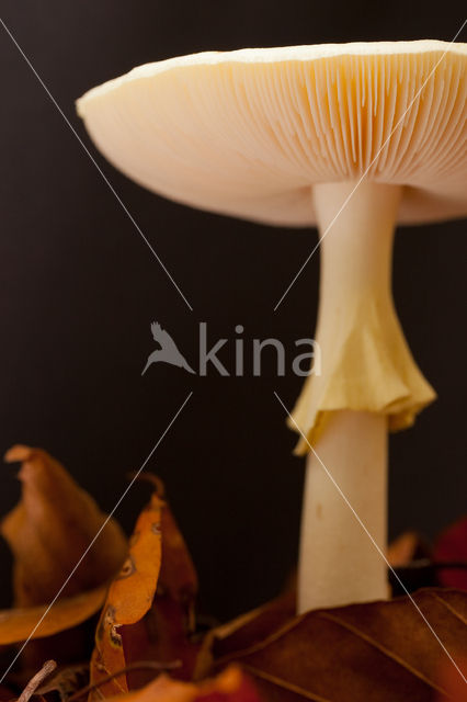 false death cap (Amanita citrina)