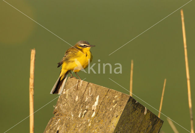 Yellow wagtail (Motacilla flava flava)