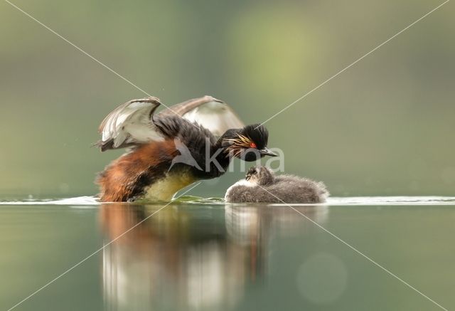Geoorde Fuut (Podiceps nigricollis)