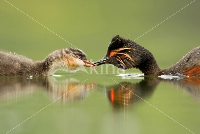 Black-necked Grebe (Podiceps nigricollis)