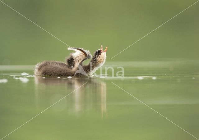 Black-necked Grebe (Podiceps nigricollis)