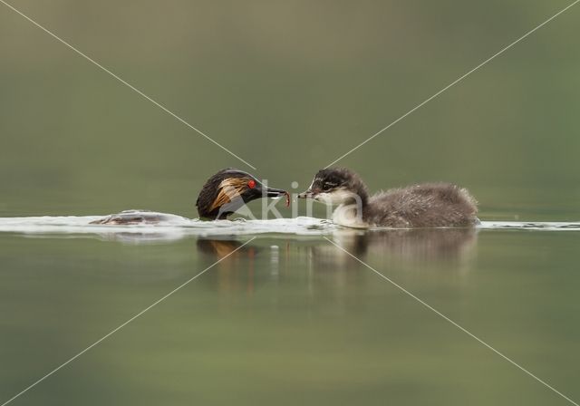 Geoorde Fuut (Podiceps nigricollis)