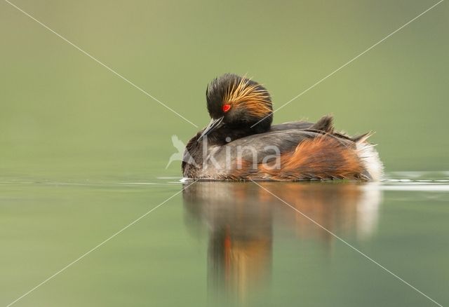 Black-necked Grebe (Podiceps nigricollis)