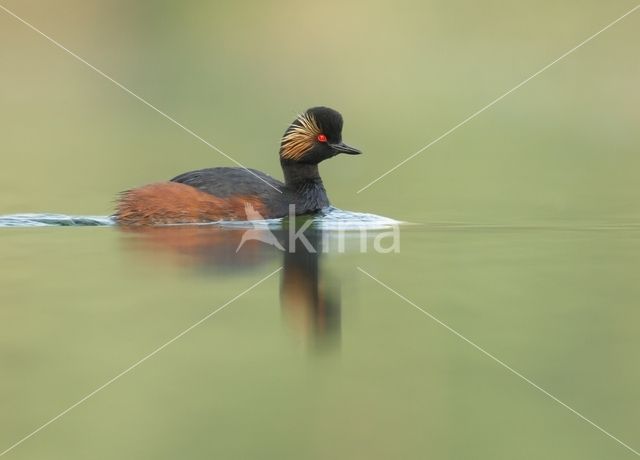 Geoorde Fuut (Podiceps nigricollis)