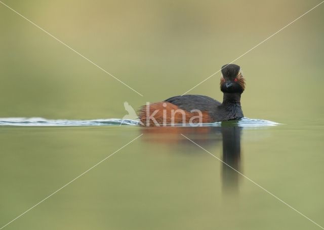 Black-necked Grebe (Podiceps nigricollis)