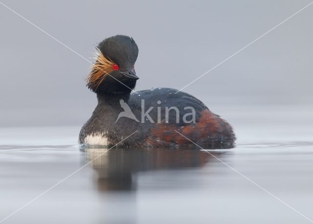 Geoorde Fuut (Podiceps nigricollis)