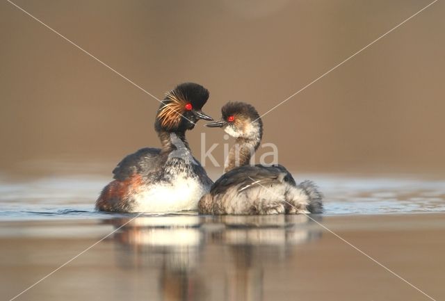 Geoorde Fuut (Podiceps nigricollis)