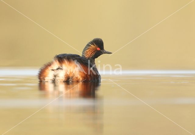 Geoorde Fuut (Podiceps nigricollis)