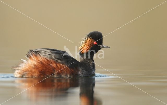 Geoorde Fuut (Podiceps nigricollis)